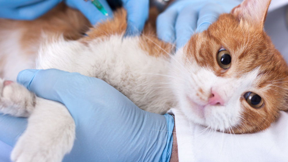 Simak Urutan Vaksin Kucing hingga Kisaran Biayanya