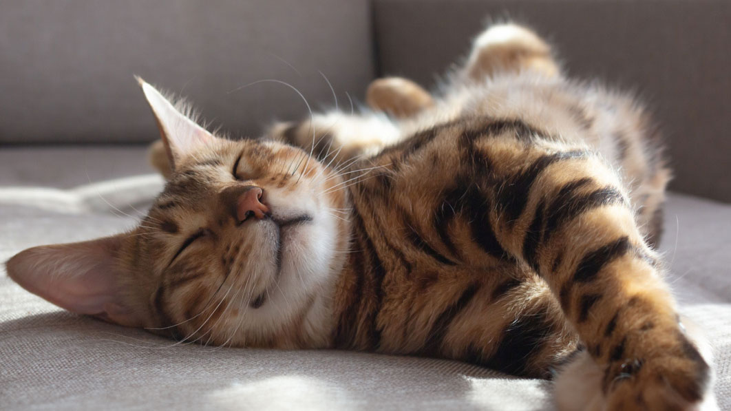Kenapa Kucing Suka Tidur? Ini Penyebab dan Tanda yang Perlu Diwaspadai 