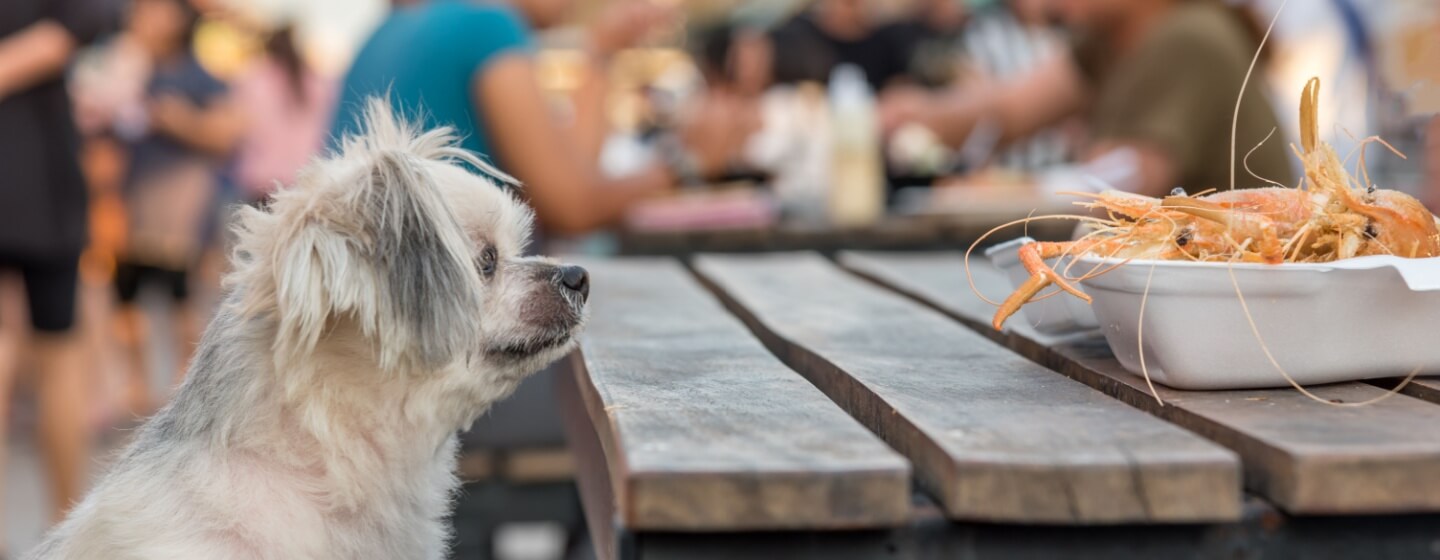 Apakah Anjing Boleh Makan Udang? Ketahui Risikonya!