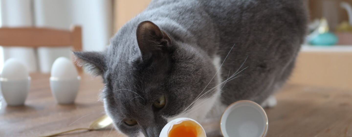 Apakah Kucing Boleh Makan Telur? Simak Penjelasan Berikut!