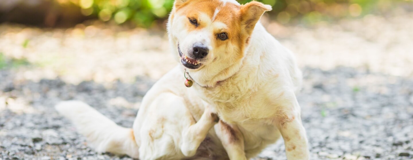 Kenali dan Atasi Penyakit Kulit Anjing: Tips dan Trik yang Bisa Dilakukan