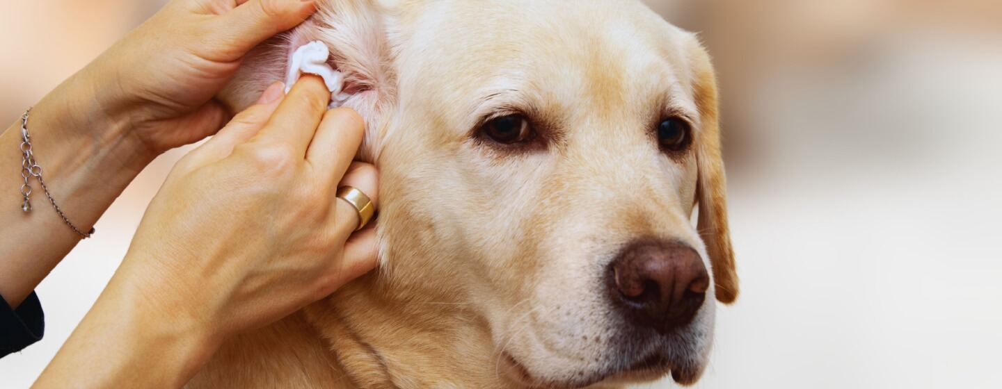 Mengatasi Alergi Kulit pada Anjing: Solusi Praktis untuk Anjing Lebih Nyaman