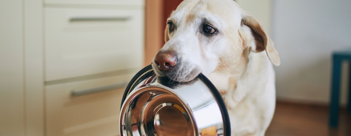 Waspada! 10 Makanan yang Tidak Boleh Dimakan Anjing