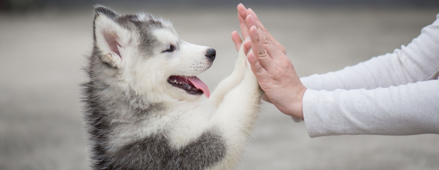 7 Daftar Anjing Terpintar di Dunia yang Bikin Kagum