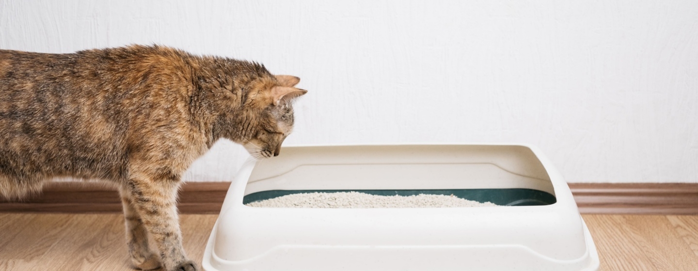 Cara Mengajarkan Kucing Pup di Pasir untuk Pemilik Kucing Baru