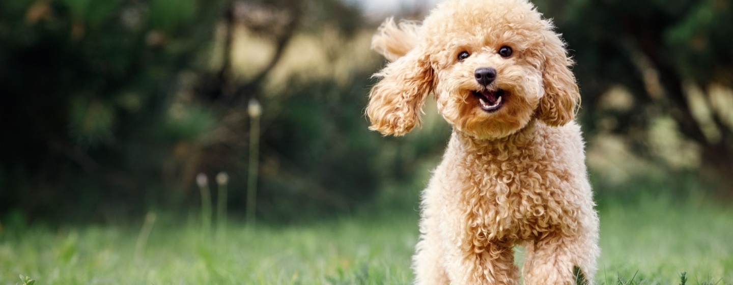 Cara Merawat Anjing Poodle agar Tetap Lincah dan Sehat: Tips dari Ahli