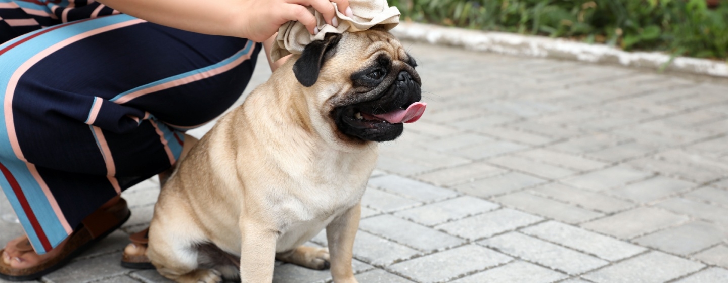 Heatstroke pada Anjing: Gejala, Pencegahan, dan Pertolongan Pertama