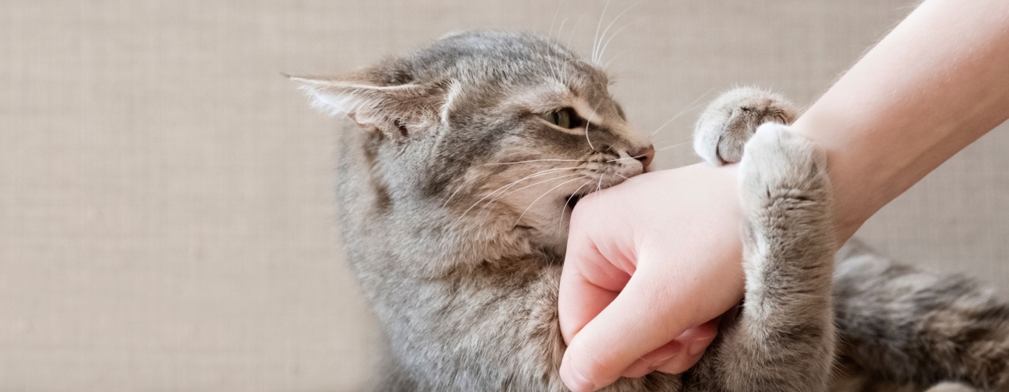 Cara Mengatasi Kucing yang Menggigit dengan Cara Efektif Ini