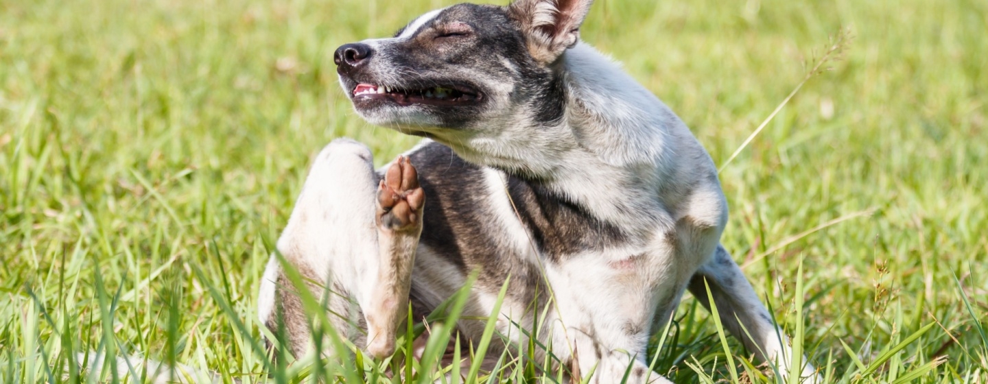 Kulit Anjing Menghitam? Ini Penyebab dan Cara Mengatasinya