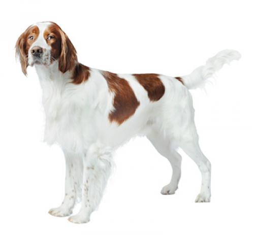 Informasi Ras Anjing Irish Red And White Setter | Purina