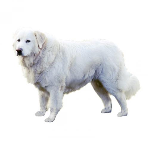 Informasi Ras Anjing Maremma Sheep Dog | Purina