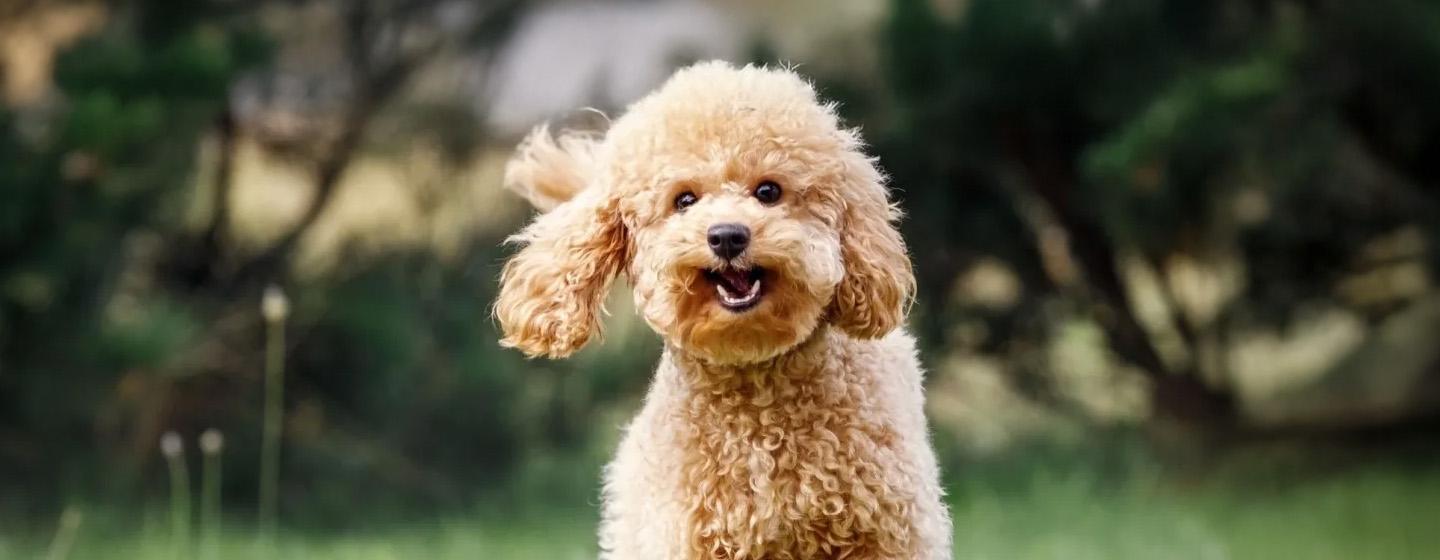 Cara Merawat Anjing Poodle agar Tetap Lincah dan Sehat