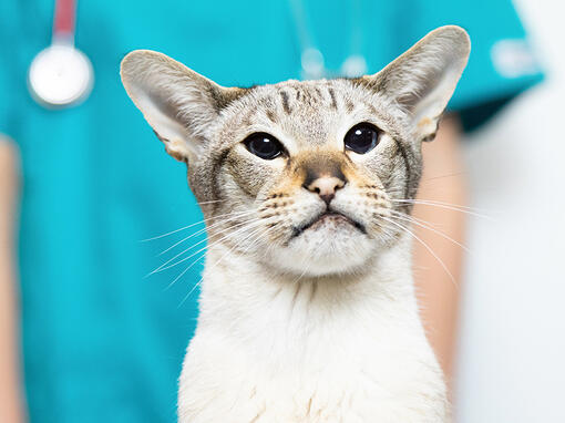 Cat with vet behind