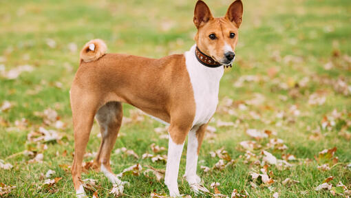 Anjing basenji hot sale